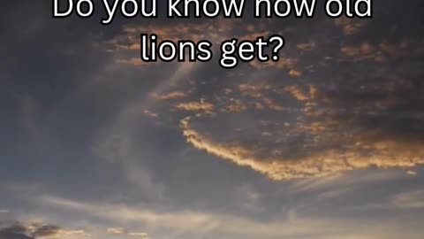 Lion fact 1 - Do you know how old lions get?