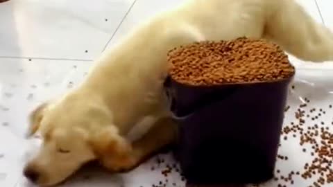 Funny Cats eating