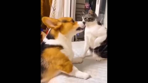 Dog and Cat ! Funny and Cute Animals ! Word of Animal !