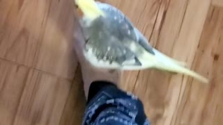 Singing cockatiel goes for a ride on top of owner's foot