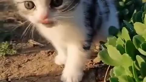 cute kitten