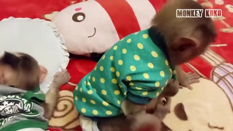 Little Baby Koko Monkey Give Too Much Love To Tiny Baby Judy | Koko Really Care Monkey Judy
