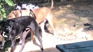 Black/white dalmation drags on log in backyard