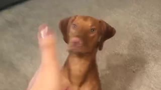 Brown dog shot by finger gun and dies