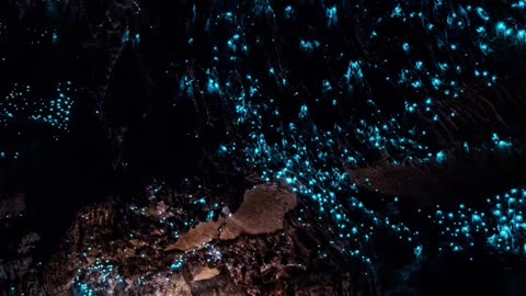 Glowing Wonders: Waitomo Caves Adventure!