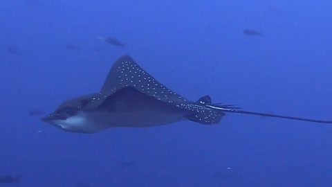 Spotted eagle stingray glides majestically past scuba diver