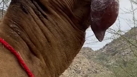 Insane Camel Spits out own tongue | Funny Animal Video