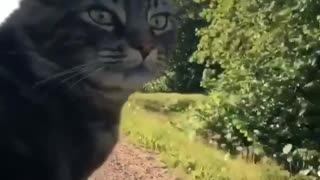 Cat sticks head out of car window just like a dog