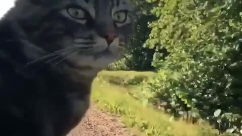 Cat sticks head out of car window just like a dog