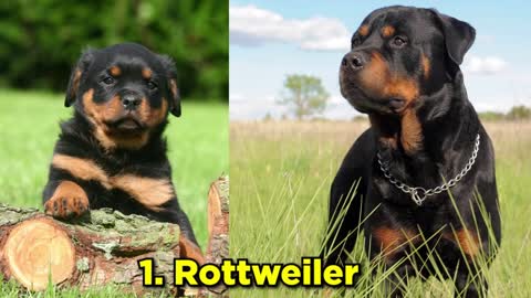 TOP 30 DOG BREEDS, FROM PUPPY TO ADULT Best