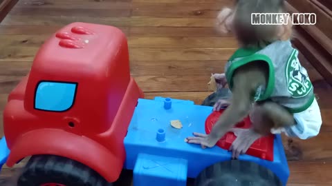Don't Misunderstood! Little Baby Monkey Judy Is An Expert Car Driver By Profession