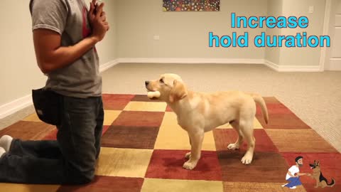 Dog Training Tutorial