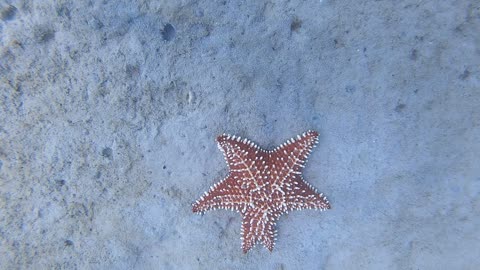Starfish with and extra limb