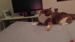 Kitty playing fail