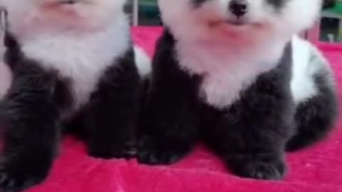Can you guess whether I am a dog or a panda?