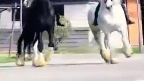 Horse soon cute cute and funny horse video compilatio cute moment