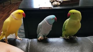 Parrot's Hand Signals Impress Peers