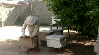 Libyan patients turn to bee stings for pain relief