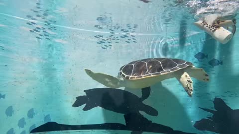 a turtle swimming hard