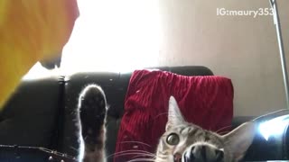 Cat attempting to scratch orange bird