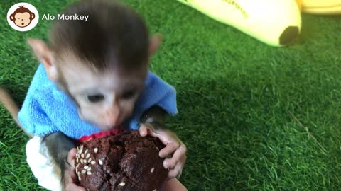 Cute Monkey BiBi washes and eats cake. Animals Home