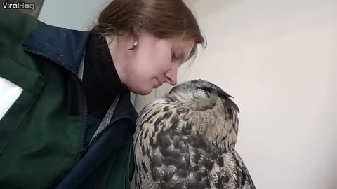 Owl Kisses