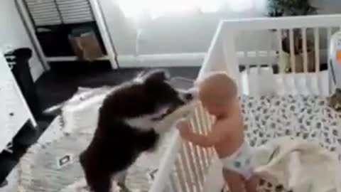 look at these animals playing with these beautiful babies