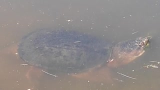 Snapping turtle in our nearby pond