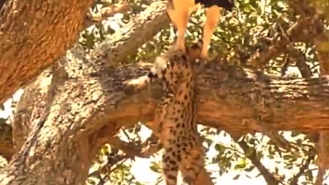 Big Mistake Eagle Provoked Baby Leopard And The Unexpected Mother Leopard Fail To Save Her Baby