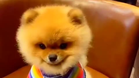 Tcute & funny dog -funny dog #shorts