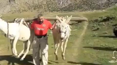 Humor carrying two donkeys