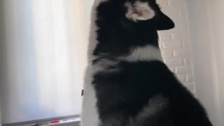Husky Sam howls, in support of another husky