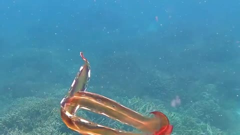 Rare octopus video shows 'once-in-a-lifetime encounter'