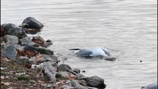 Adorable White Mother Bird Trying To Find Sub Merged Worms For Her Babies