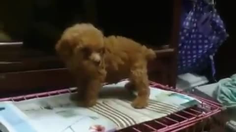 adorable puppies are interested and want to be loved