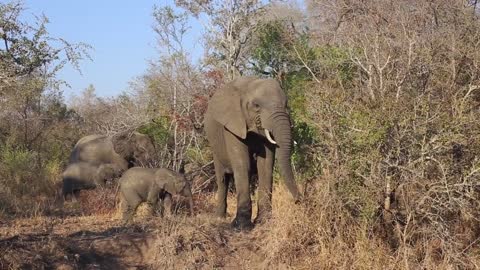 Baby elephant approaches grazing mother