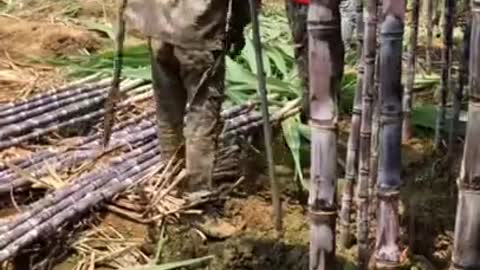 sugarcane harvesting😍😍 #shorts #sugarcane #short #viral