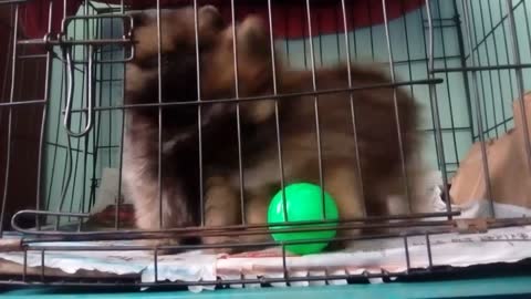 Pomeranian playing with ball ( 8 weeks old Pomeranian )