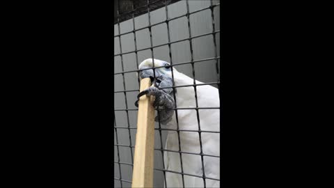 Cocky cockatoo tries to steal stick from visitor at bird shelter