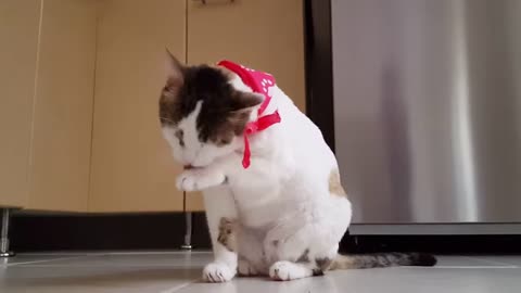Cute Kitty Cleaning Her Head