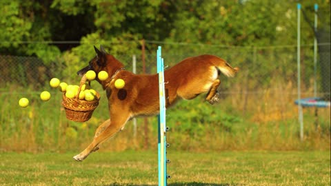 Dog play with Basket and Jumping