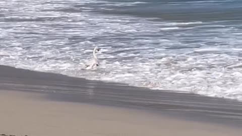 Surfing swan