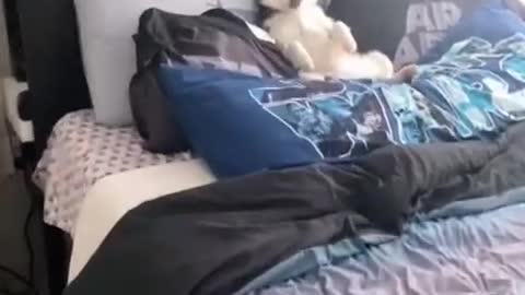 Dog Owns the Bed, and Owner Knows.