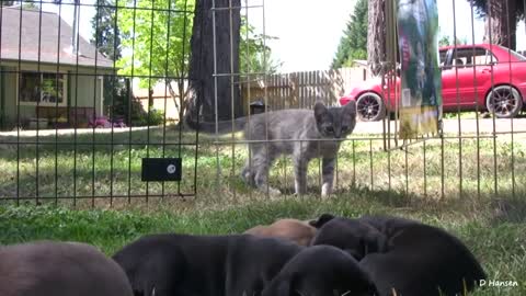 Pitbull and Puppies