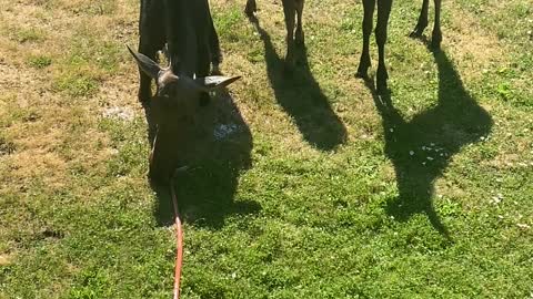 Moose Babies Play While Mom Cools Off