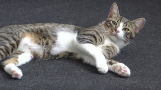 Cute Kitty Stretches His Little Paws