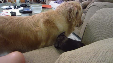 Cute Kitten Massaging Dog's Head and Falls Off the Couch