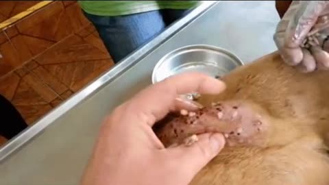 Dog has botly larvae embedded on its skin