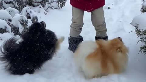 cute dogs having fun with child in the snow