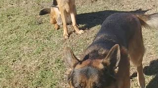 Jules and Romes playing in the back yard German Shepherds are the best!